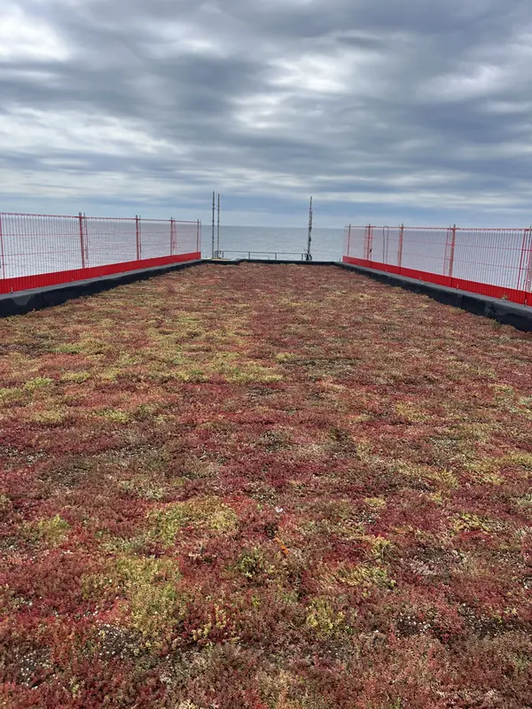 Sedumtak grönt tak Varberg