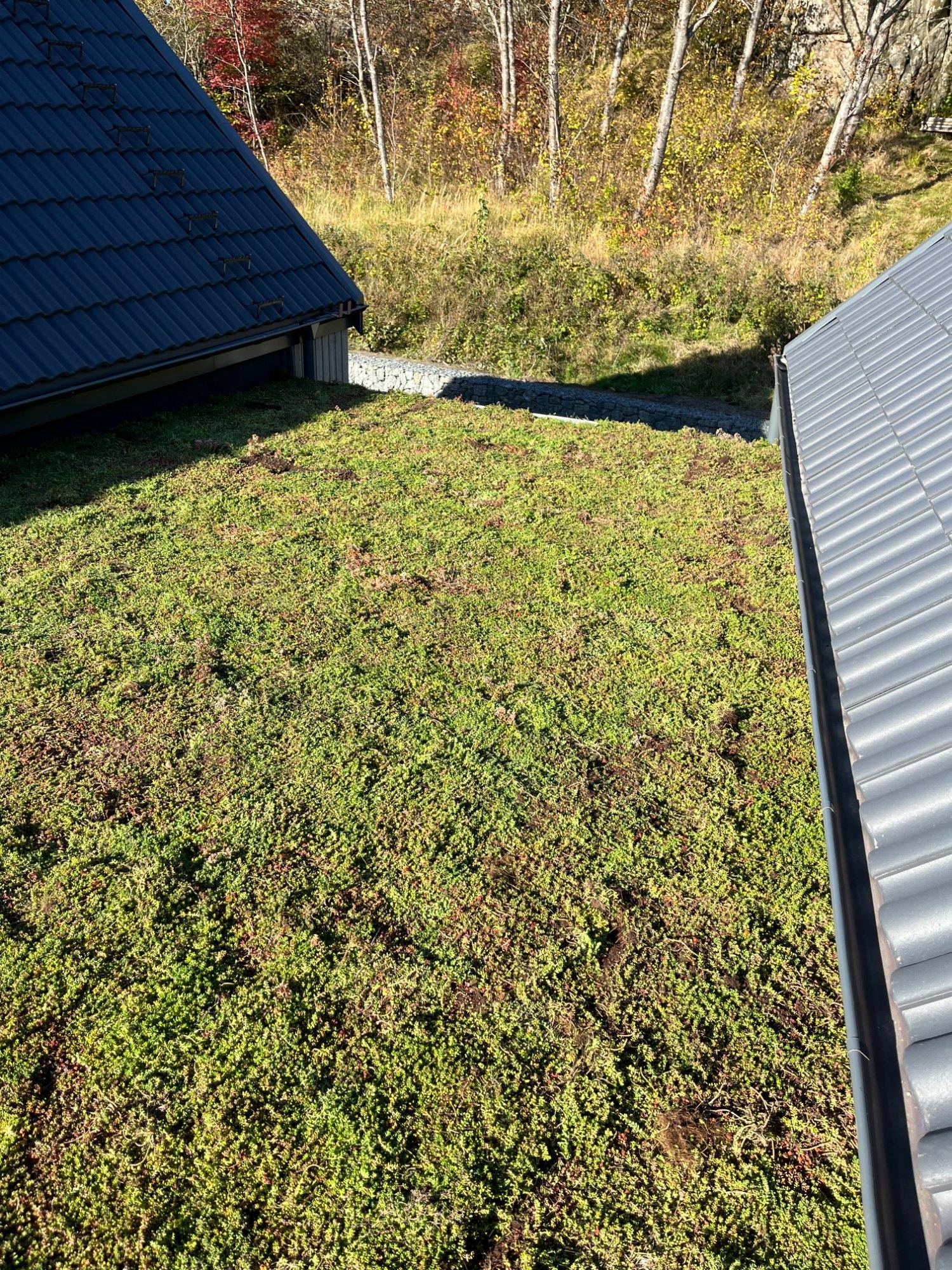 Sedumtak projekt Varberg