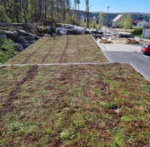 Sedumtak grönt tak resultat